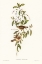 Picture of FUSCOUS GERYGONE-GERYGONE FUSCUS