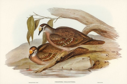 Picture of BRONZE-WINGED PIGEON-PERISTERA CHALCOPTERA