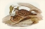 Picture of BRONZE-WINGED PIGEON-PERISTERA CHALCOPTERA