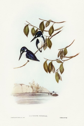Picture of LITTLE KINGFISHER-ALCYONE PASILLA