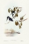 Picture of LITTLE KINGFISHER-ALCYONE PASILLA