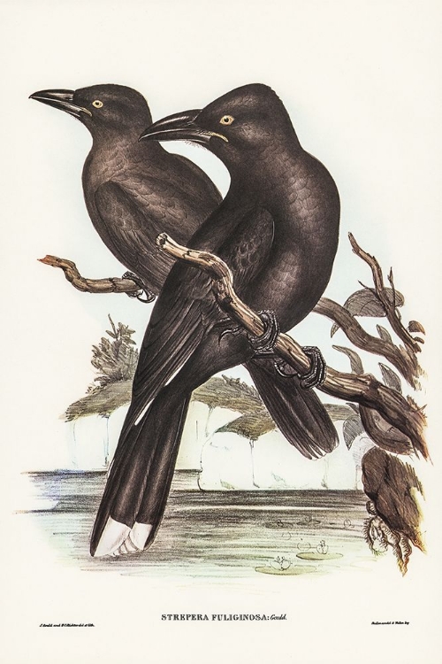 Picture of SOOTY CROW-SHRIKE-STREPERA FULIGINOSE