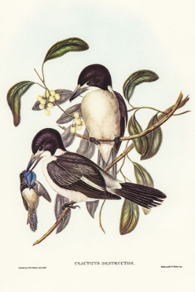 Picture of BUTCHER-BIRD-CRACTICUS DESTRUCTOR