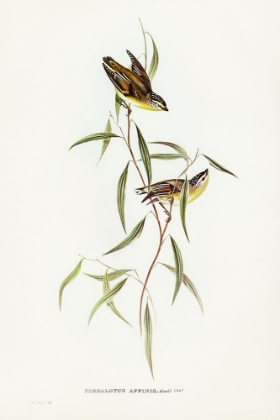 Picture of ALLIED PARDALOTE-PARDALOTUS AFFINES
