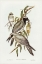 Picture of BLACK-FACED CUCKOOSHRIKE-GRAUCALUS MELANOPS