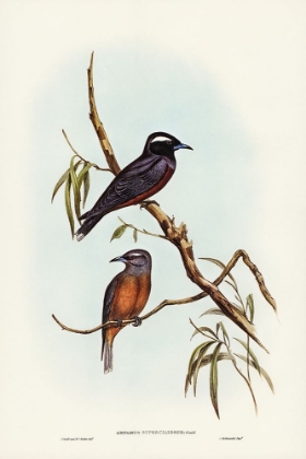 Picture of WHITE-EYEBROWED WOOD SWALLOW-ARTAMUS SUPERCILIOUS
