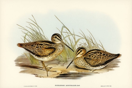 Picture of NEW HOLLAND SNIPE-SCOLOPAX AUSTRALIS