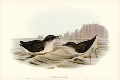 Picture of DIVING PETREL-PUFFINURIA URINATRIX