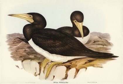 Picture of BROWN GANNET-SULA FUSCA