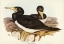 Picture of BROWN GANNET-SULA FUSCA
