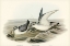 Picture of DOVE-LIKE PRION-PRION TURTUR