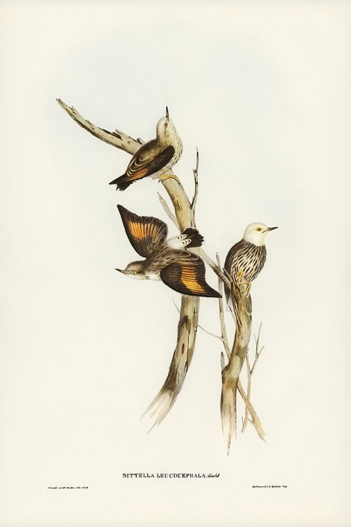 Picture of WHITE-HEADED SITTELLA-SITTELLA LEUCOCEPHALA