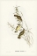 Picture of SPOTTED SERICORNIS-SERICORNIS MACULATUS