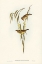 Picture of RED-THROATED HONEY-EATER-ENTOMOPHILA RUFOGULARIS
