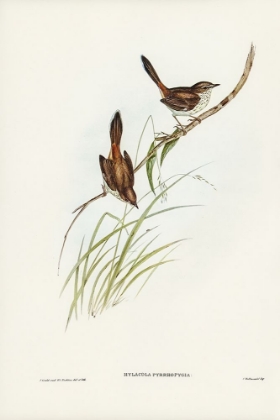Picture of RED-RUMPED WREN-YLACOLA PYRRHOPYGIA