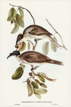 Picture of FRIAR BIRD-TROPIDORHYNCHUS CORNICULATUS