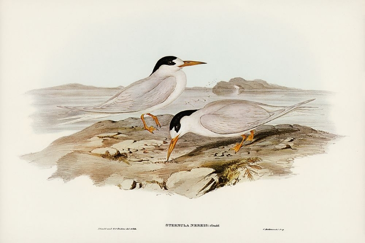 Picture of AUSTRALIAN LITTLE TERN-STERNULA NEREIS