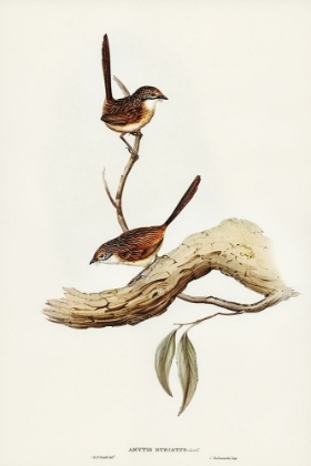 Picture of STRIATED WREN-AMYTIS STRIATUS