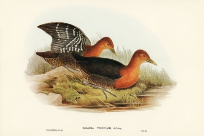 Picture of RED-NECKED RAIL-RALLINA TRICOLOR