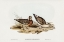 Picture of CURLEW SANDPIPER-SCHOENICLUS SUBARQUATUS