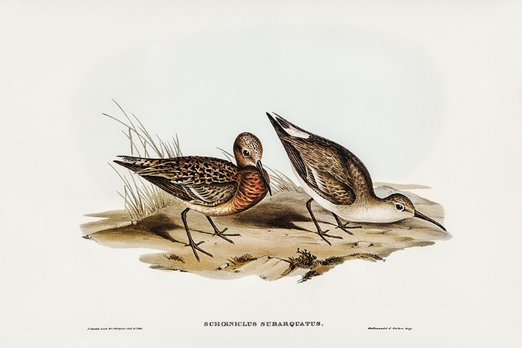 Picture of CURLEW SANDPIPER-SCHOENICLUS SUBARQUATUS