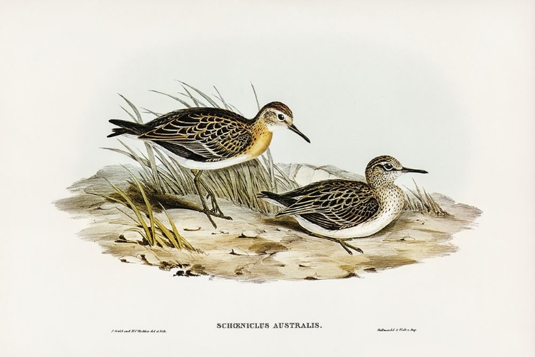 Picture of AUSTRALIAN TRINGA-SCHOENICLUS AUSTRALIS