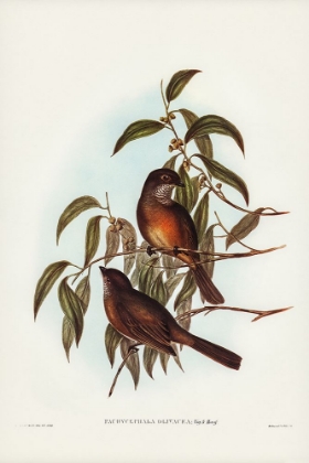 Picture of OLIVACEOUS PACHYCEPHALA-PACHYCEPHALA OLIVACEA