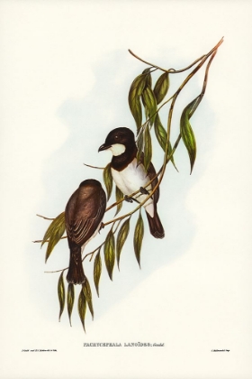 Picture of SHRIKE-LIKE PHACHYCEPHALA-PACHYCEPHALA LANOIDES