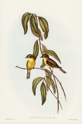 Picture of YELLOW-BELLIED FLYCATCHER-MICROECA FLAVIGASTER
