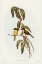 Picture of YELLOW-BELLIED FLYCATCHER-MICROECA FLAVIGASTER