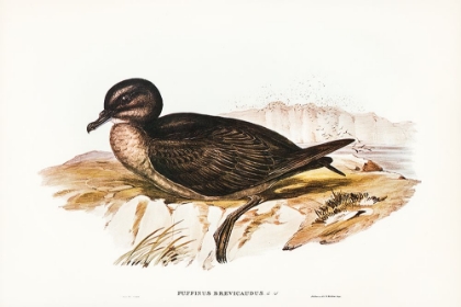 Picture of SHORT-TAILED PETREL-PUFFINUS BREVICAUDUS