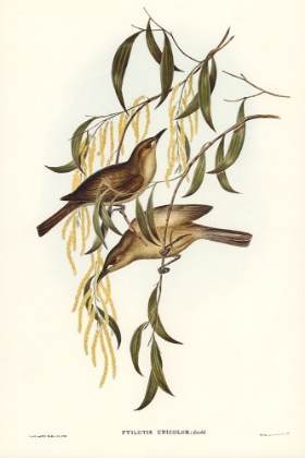 Picture of UNIFORM HONEY-EATER-PTILOTIS UNICOLOR