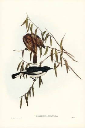 Picture of PIED HONEY-EATER-MELICOPHILA PICATA
