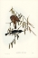 Picture of PIED HONEY-EATER-MELICOPHILA PICATA