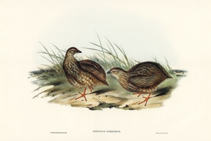 Picture of SOMBRE PARTRIDGE-SYNOICUS SORDIDUS