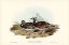 Picture of TURNSTONE-STREPSILAS INTERPRES