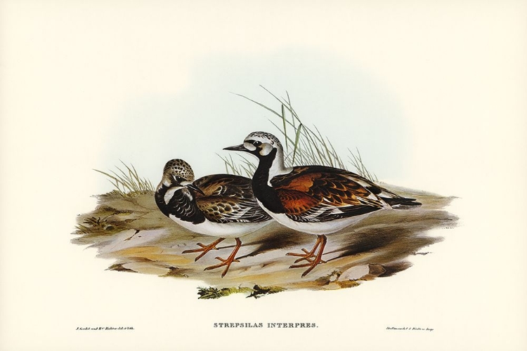 Picture of TURNSTONE-STREPSILAS INTERPRES