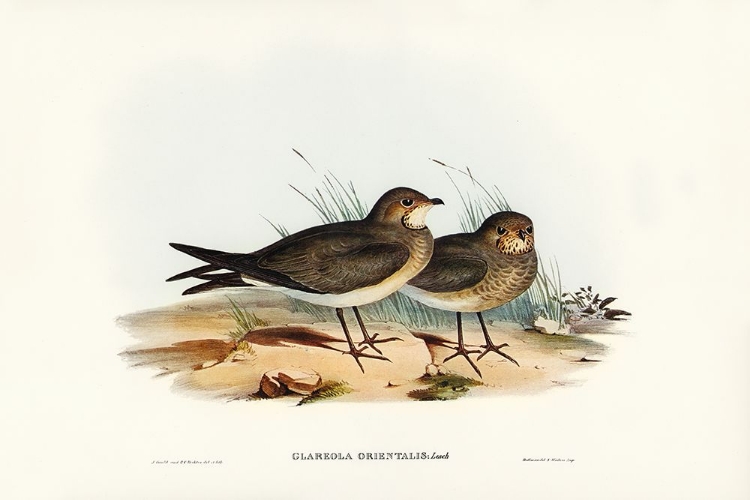 Picture of ORIENTAL PRATINCOLE-GLAREOLA ORIENTALIS