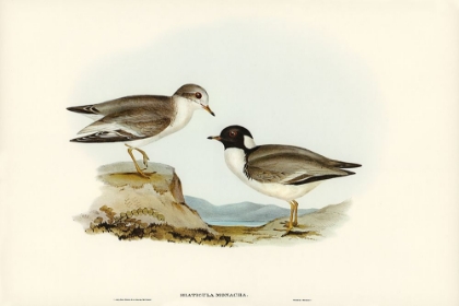 Picture of HOODED DOTTREL-HIATICULA MONACHA