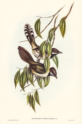 Picture of BLACK-THROATED PSOPHODES-PSOPHODES NIGROGULARIS