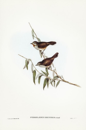 Picture of BROWN RED-THROAT-PYRRHOLAEMUS BRUNNEUS