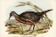 Picture of CHESTNUT-BELLIED RAIL-EULABEORNIS CASTANEOVENTRIS
