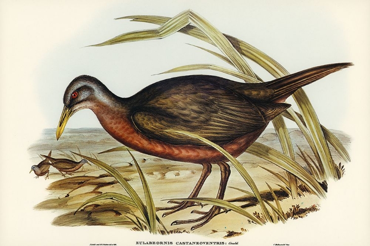 Picture of CHESTNUT-BELLIED RAIL-EULABEORNIS CASTANEOVENTRIS