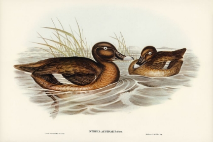 Picture of WHITE-EYED DUCK-NYROCA AUSTRALIS