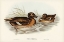 Picture of WHITE-EYED DUCK-NYROCA AUSTRALIS