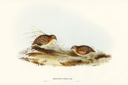 Picture of SWIFT-FLYING HEMIPODE-HEMIPODIUS VELOX