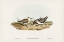 Picture of LITTLE SANDPIPER-SCHOENICLUS AALBESCENS