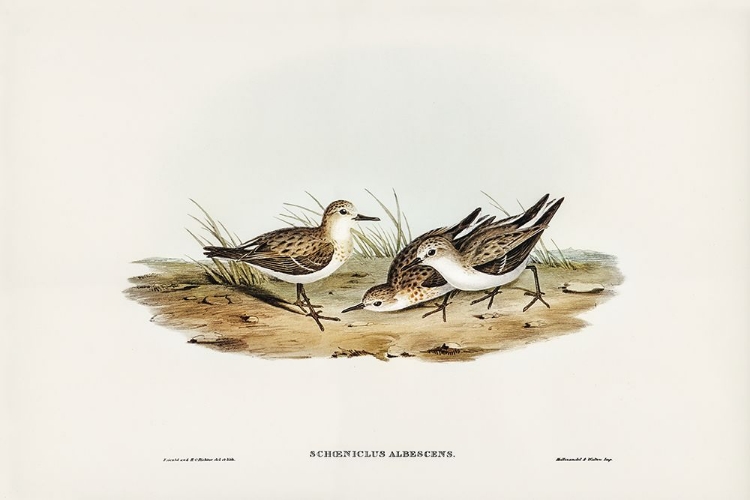 Picture of LITTLE SANDPIPER-SCHOENICLUS AALBESCENS