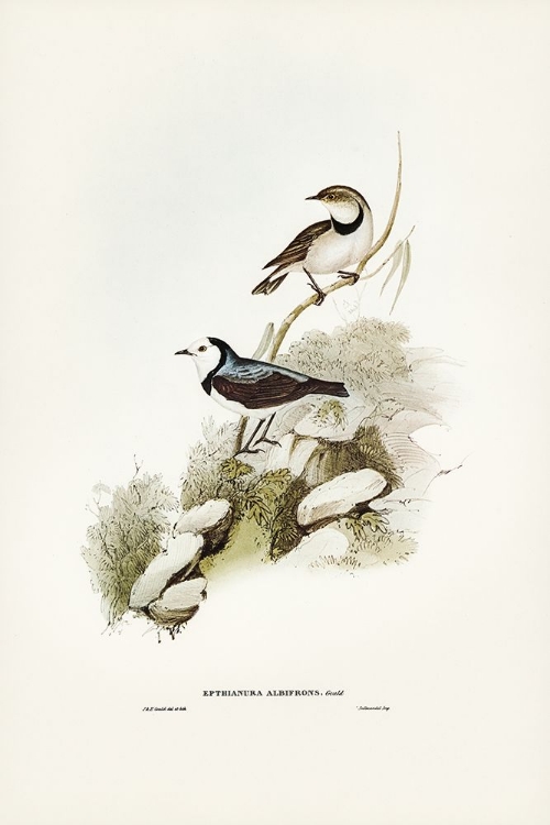 Picture of WHITE-FRONTED CHAT-EPHTHIANURA ALBIFRONS