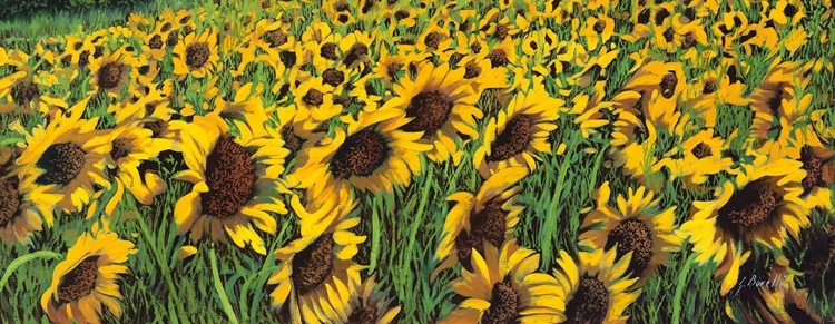 Picture of GIRASOLI GIALLI II